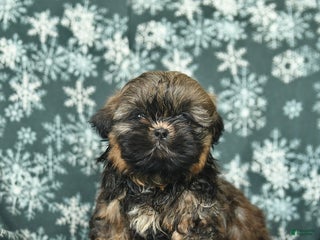 Shih Tzu dogs for sale: Cocoa - Ad 2