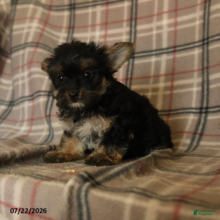 Morkie dogs Zorro - Ad 1