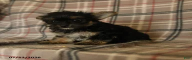 Zorro