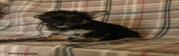 Morkie dogs for sale: Zorro - Ad 1