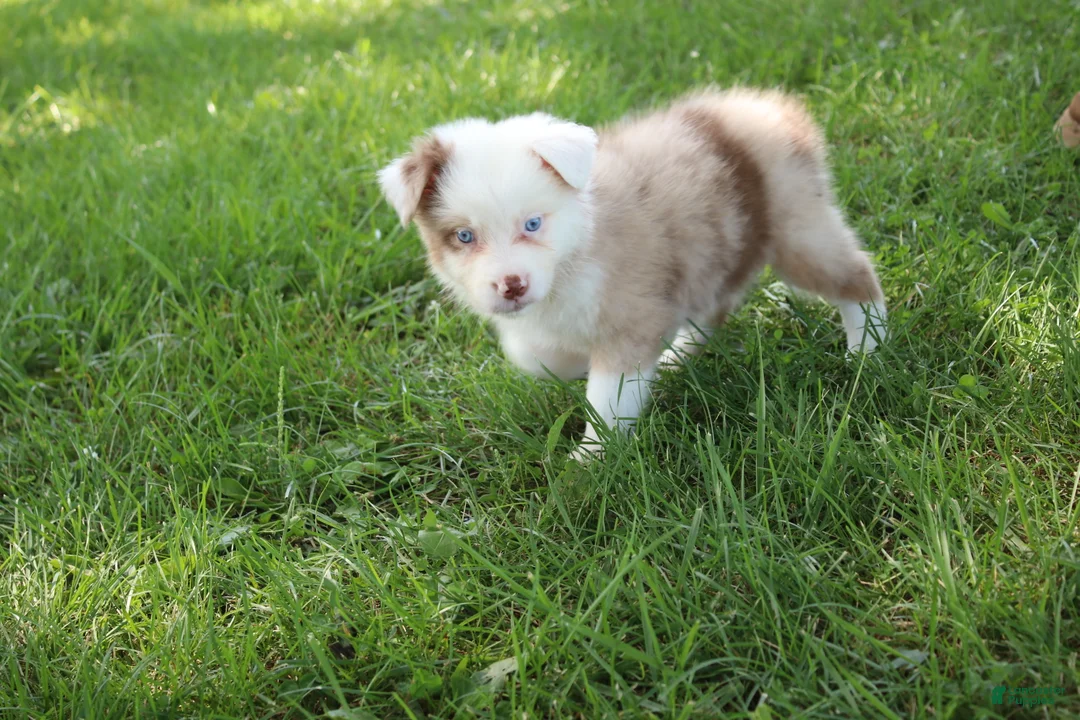 Australian Shepherd dogs for sale: Simone - Ad 2