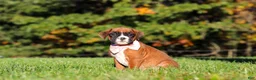 Boxer dogs for sale: Roxy - Ad 5