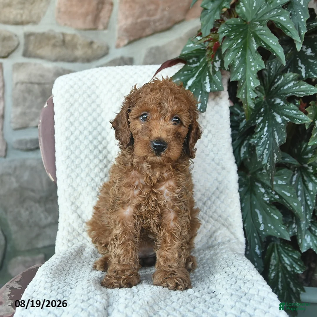 Miniature Poodle dogs for sale: Sunny  - Ad 2