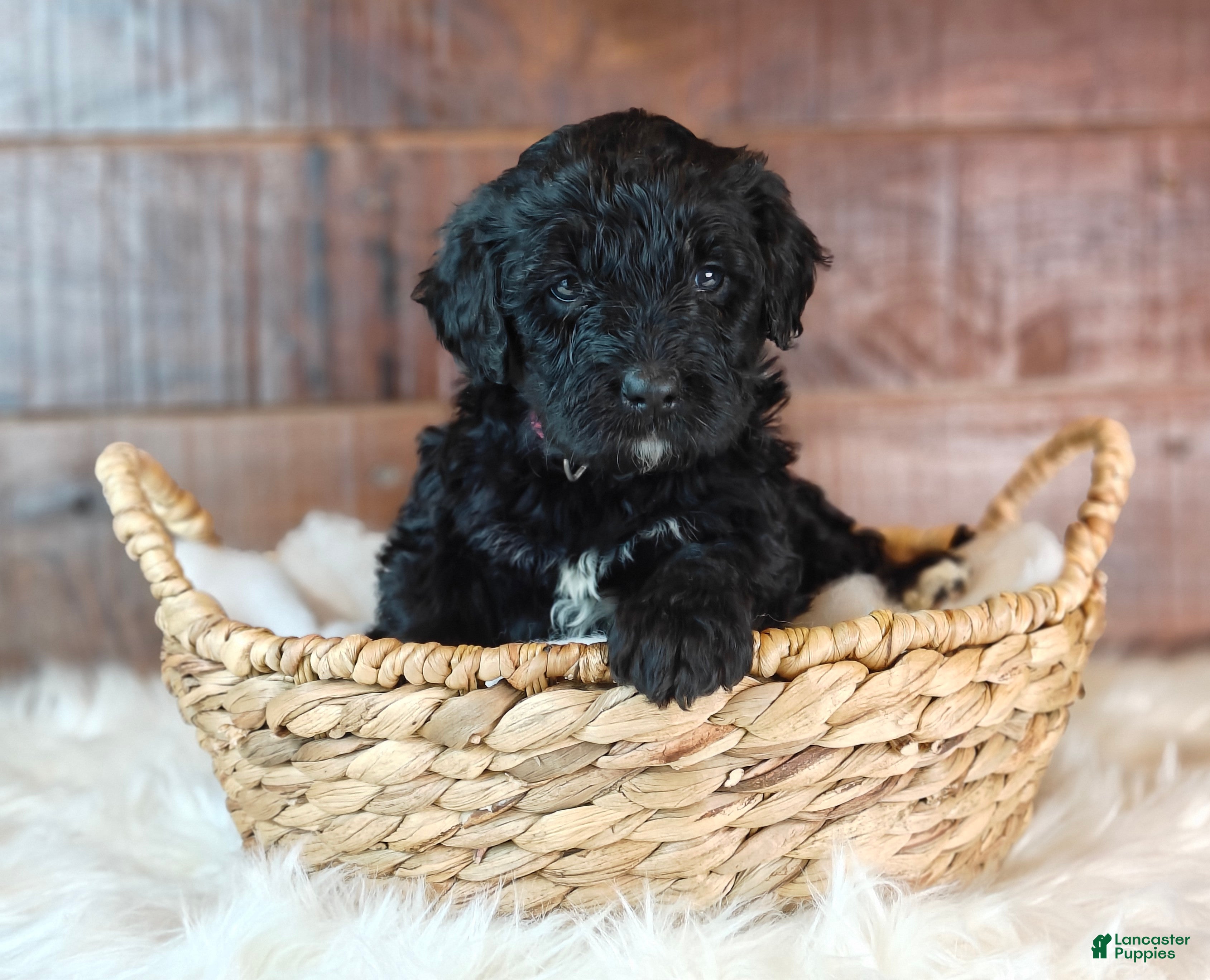 Bernedoodle dogs Cinder - Ad 2