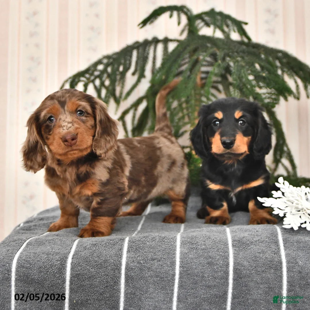 Miniature Dachshund dogs for sale: Bella   - Ad 3
