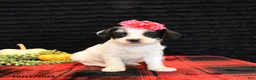 Mixed Breed dogs for sale: Eve - Ad 1