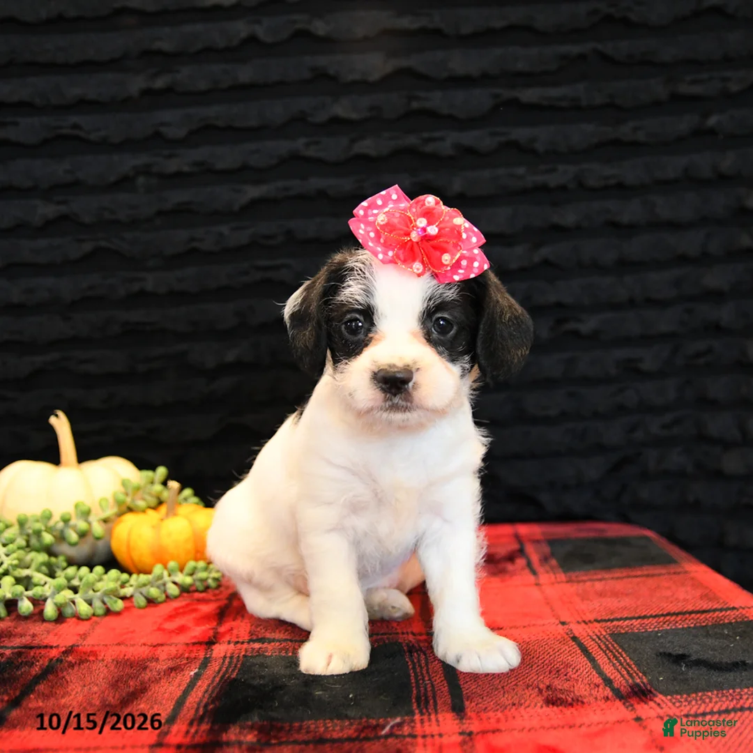 Mixed Breed dogs for sale: Eve - Ad 1