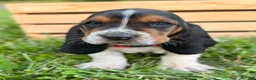 Basset Hound dogs for sale: Charlie - Ad 7