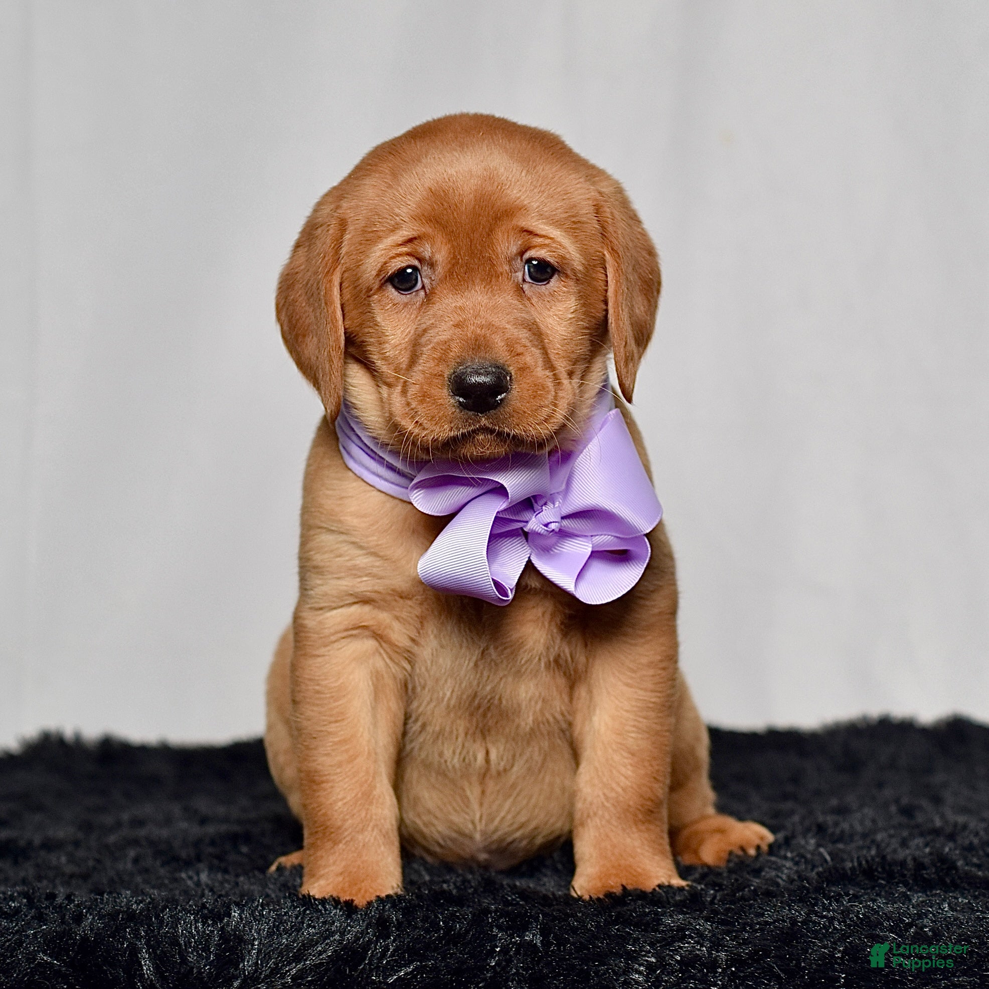 Labrador Retriever dogs Winnie - Ad 2