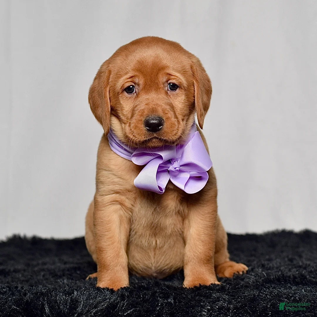 Labrador Retriever dogs for sale: Winnie - Ad 2