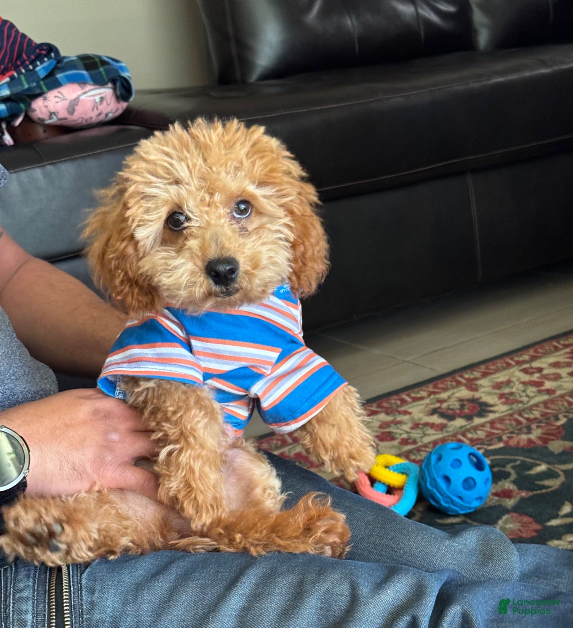 Toy Poodle dogs Rocky - Ad 7