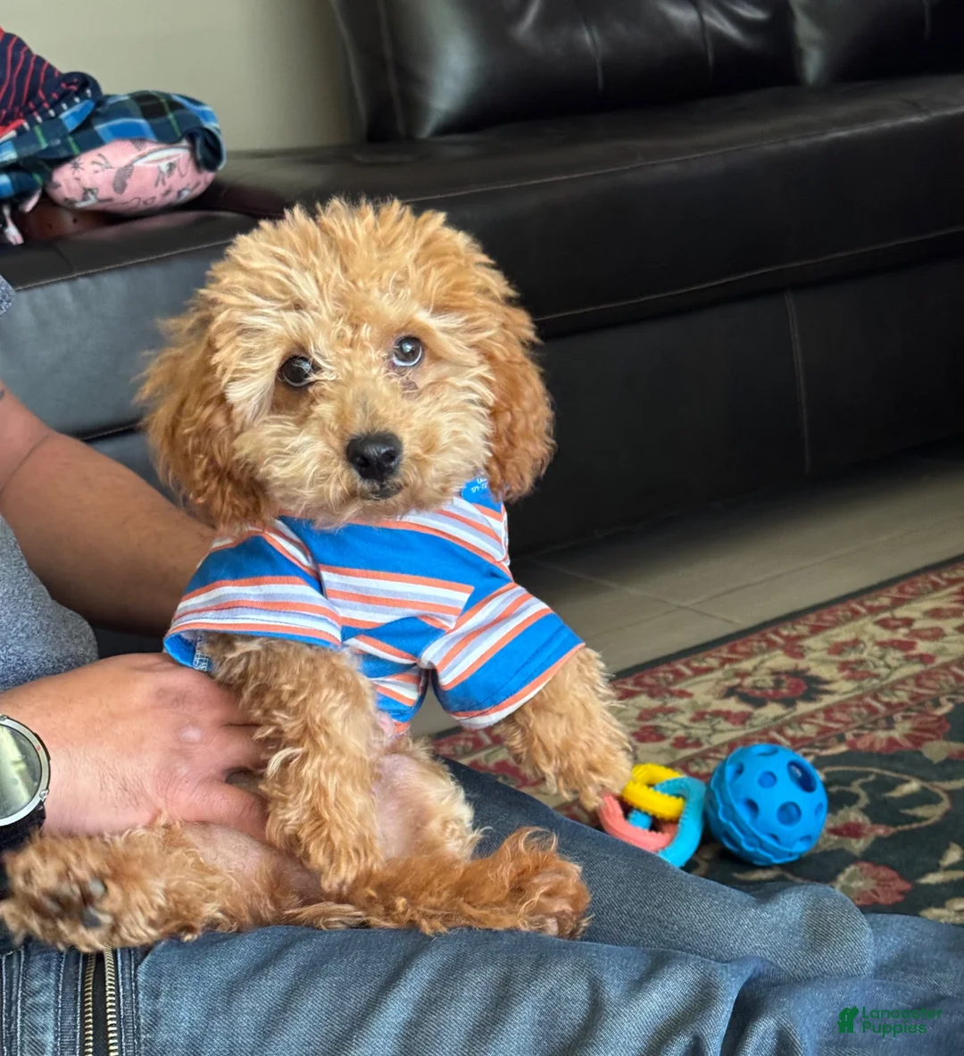 Toy Poodle dogs for sale: Rocky - Ad 1