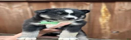 Pomsky dogs for sale: Flint - Ad 4