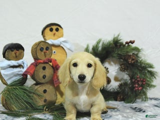 Miniature Dachshund dogs Winston - Ad 34