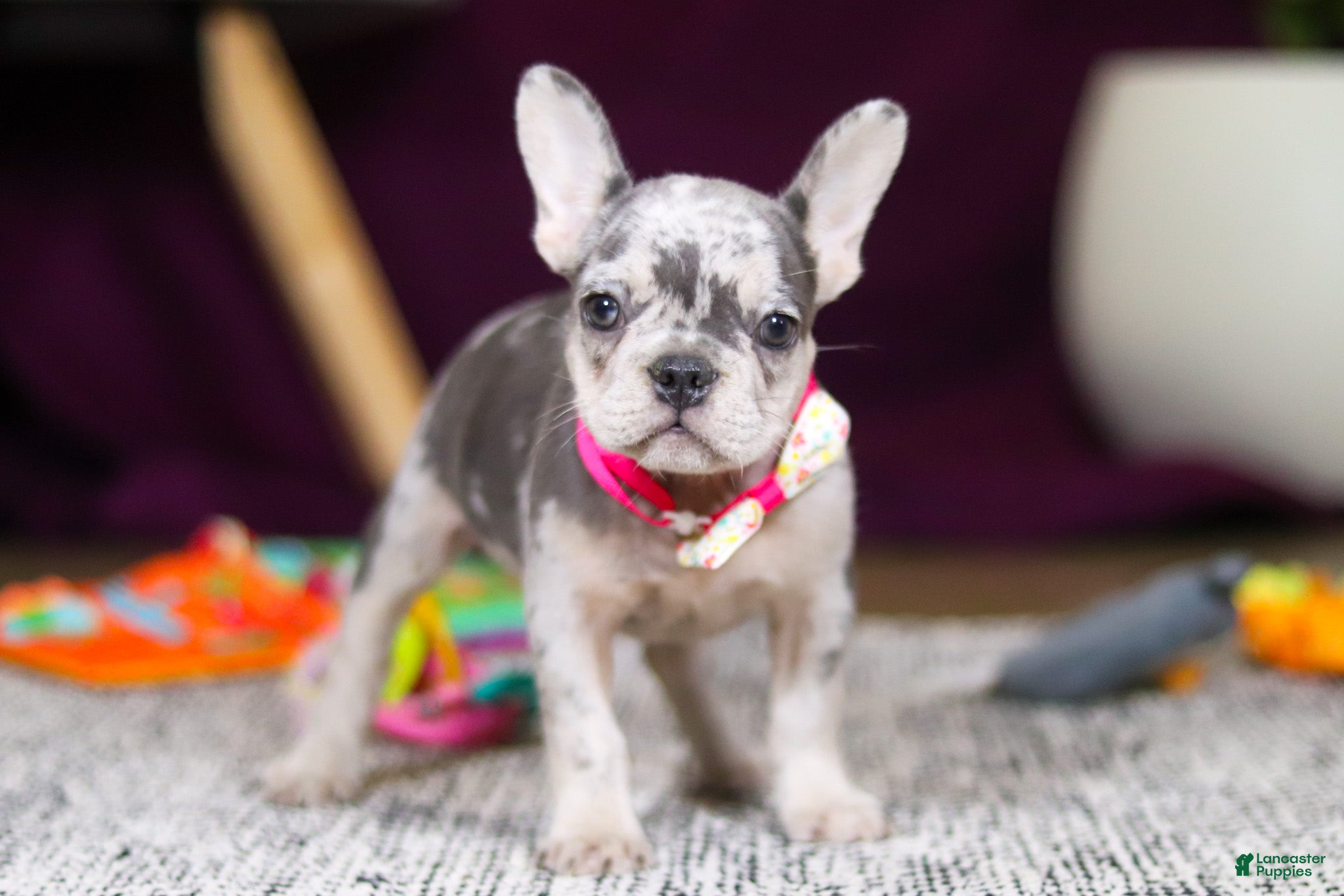 French Bulldog dogs Bobo - Ad 2