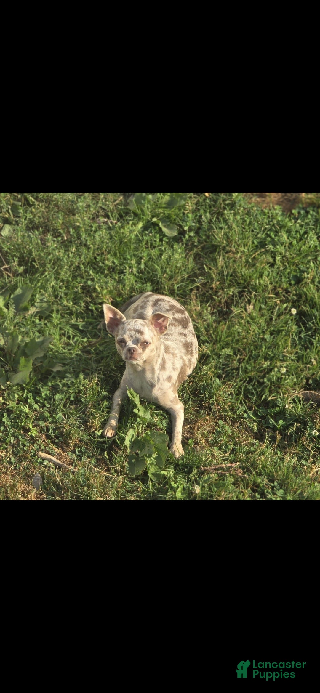 Chihuahua dogs for sale: Pinky - Ad 6