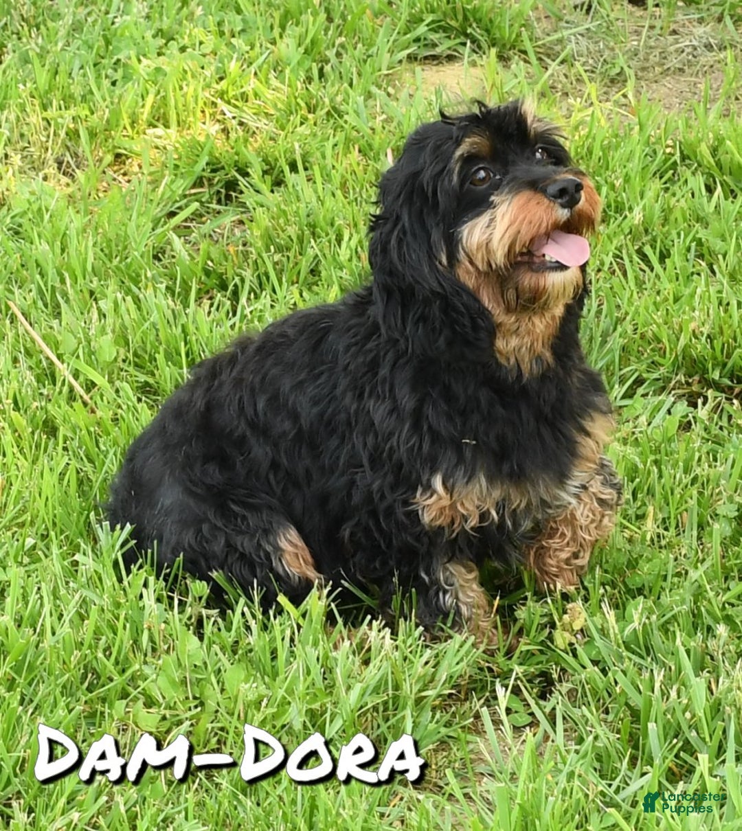 Cavapoo dogs for sale: Vicky - Ad 10