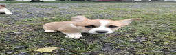 Welsh Corgi Pembroke dogs for sale: Maddie  - Ad 8