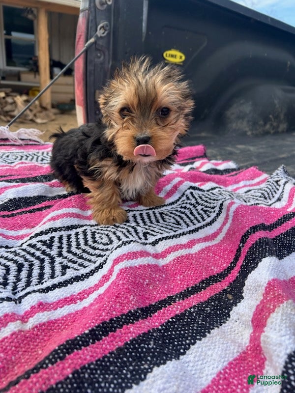 Morkie dogs Johnny - Ad 1