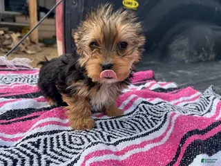 Morkie dogs for sale: Johnny - Ad 4