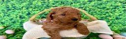 Mini Goldendoodle dogs for sale: Rose Collar  - Ad 5