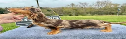 Miniature Dachshund dogs for sale: Import Show Boy Chocolate Dapple  - Ad 8