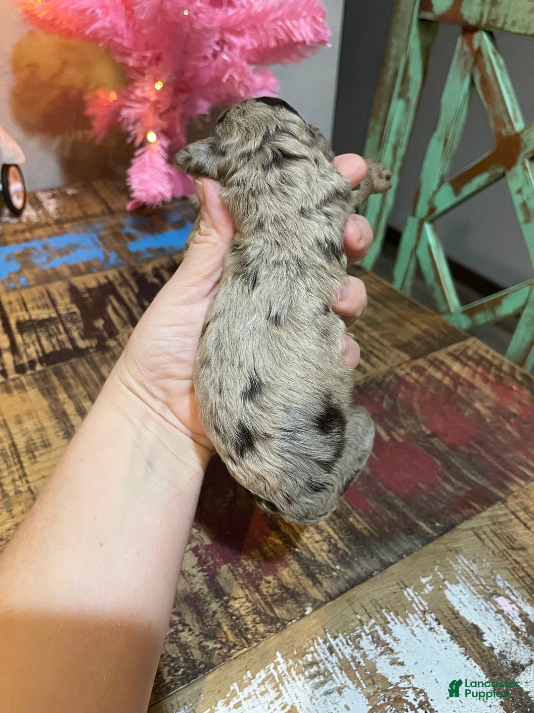 Miniature Poodle dogs for sale: Akc Chocolate Merle Phantom boy 2 - Ad 8