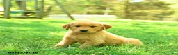 Golden Retriever dogs for sale: Parker - Ad 2