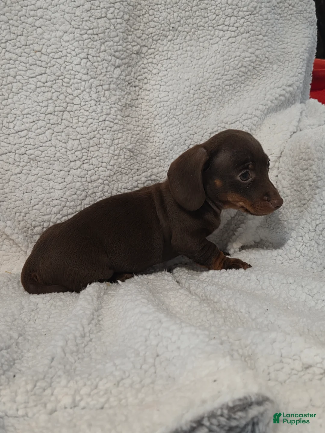 Miniature Dachshund dogs for sale: Miniature Dachshund Puppy 2 - Ad 5