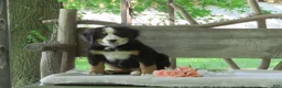 Bernese Mountain Dog dogs for sale: Jaci  - Ad 5