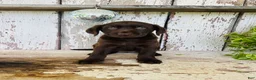 Labrador Retriever dogs for sale: Skye  - Ad 5