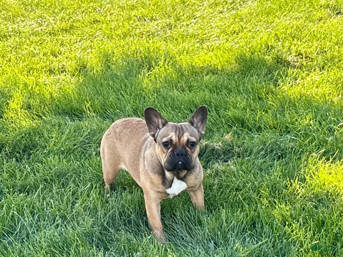 French Bulldog dogs French Bulldog Puppy 4 - Ad 2