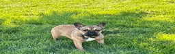 French Bulldog dogs for sale: French Bulldog Puppy 4 - Ad 2