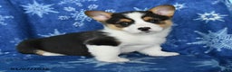 Welsh Corgi Pembroke dogs for sale: Tootsie - Ad 2