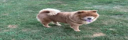 Chow Chow dogs for sale: Grizzly  - Ad 2
