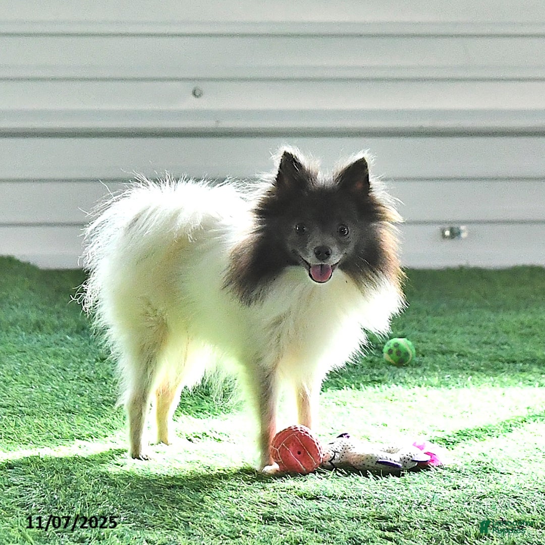 Pomeranian dogs for sale: Luci - Ad 16