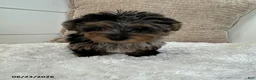 Yorkiepoo dogs for sale: Pepper - Ad 5