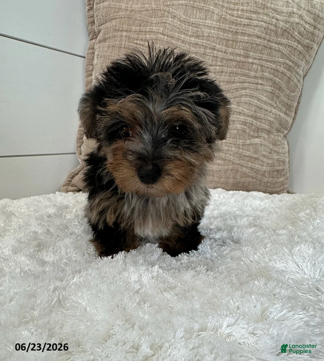Yorkiepoo dogs for sale: Pepper - Ad 5