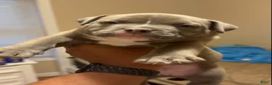 Rex