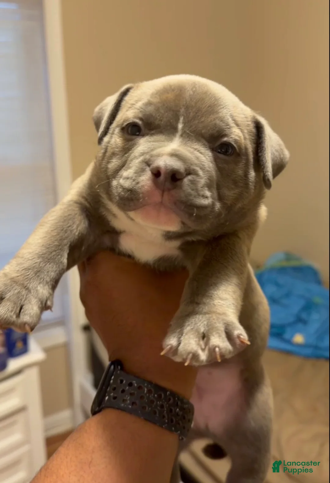 American Bully dogs for sale: Rex - Ad 1