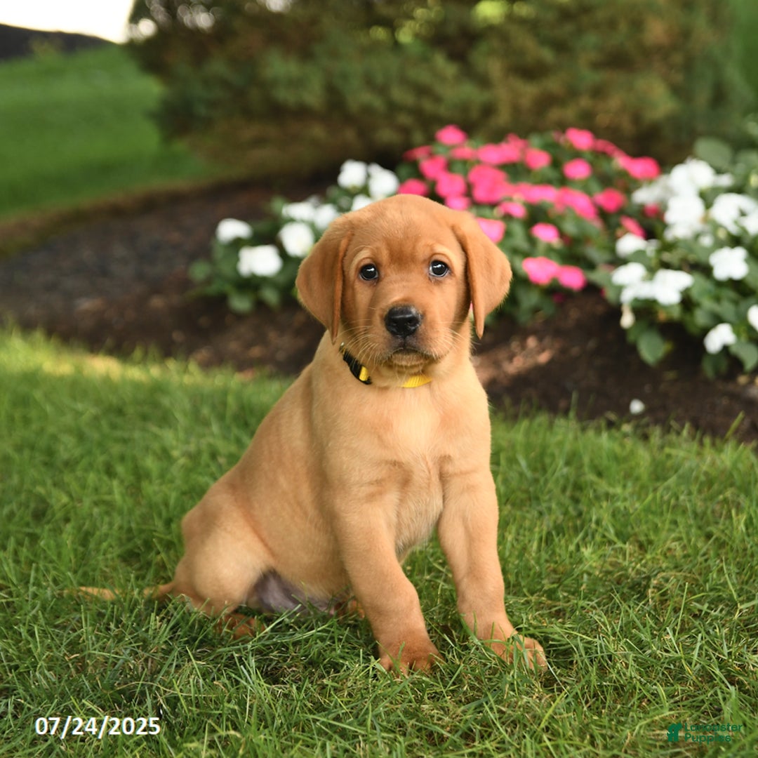 Silver Labrador Labrador Dogs For Sale Near Me Silver Labrador