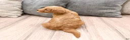 Mini Goldendoodle dogs for sale: Princess - Ad 5