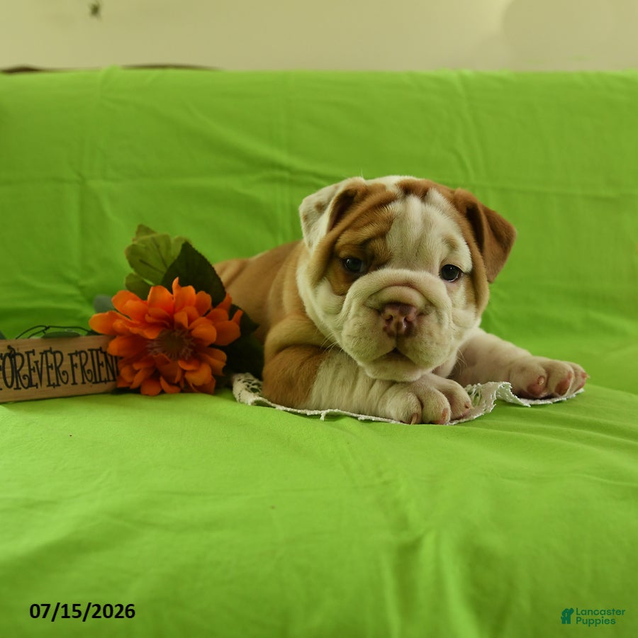 English Bulldog dogs Yoda - Ad 2