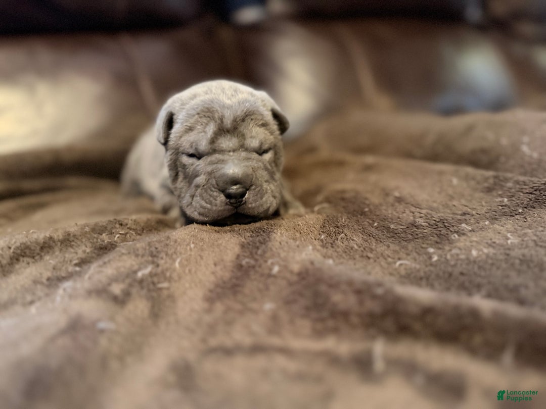 Shar Pei dogs for sale: Boo - Ad 3