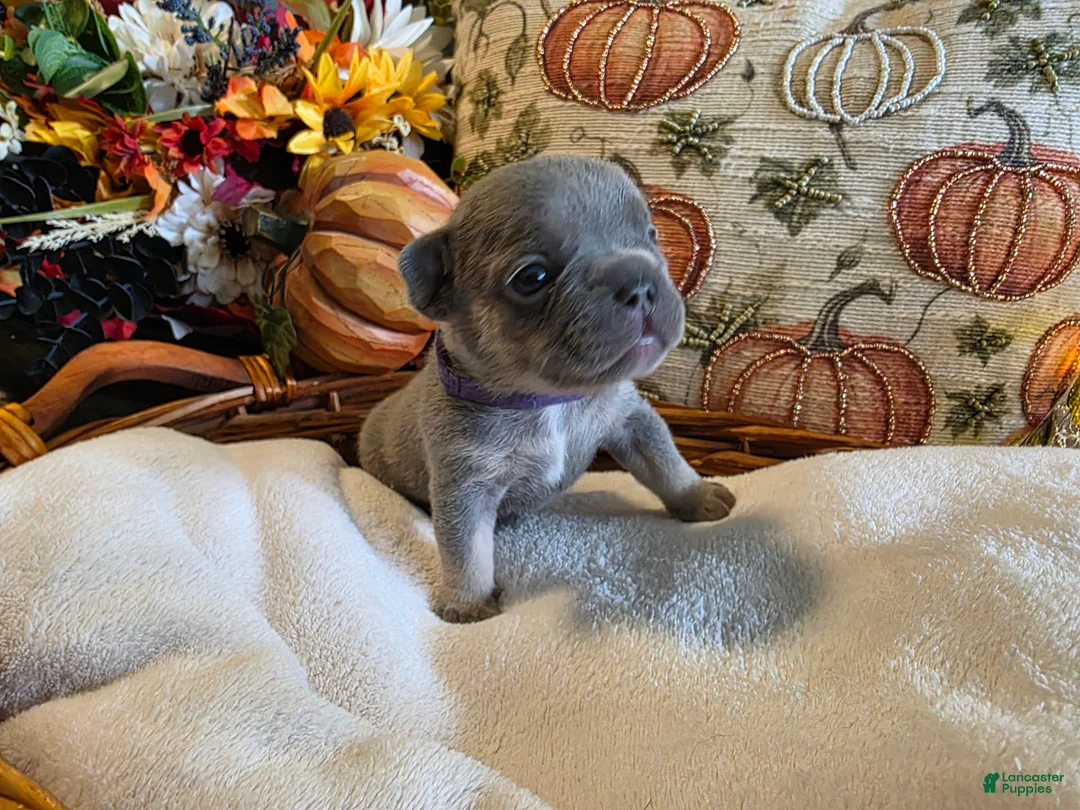 French Bulldog dogs for sale: Hazel - Ad 2
