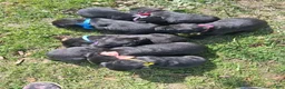Labrador Retriever dogs for sale: Jett - Ad 5