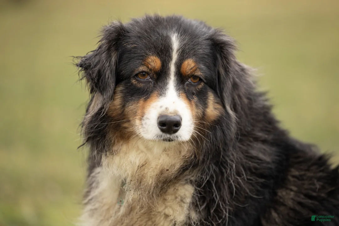 Mixed Breed dogs for sale: Muffin - Ad 4