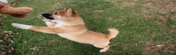 Shiba Inu dogs for sale: Fox - Ad 6