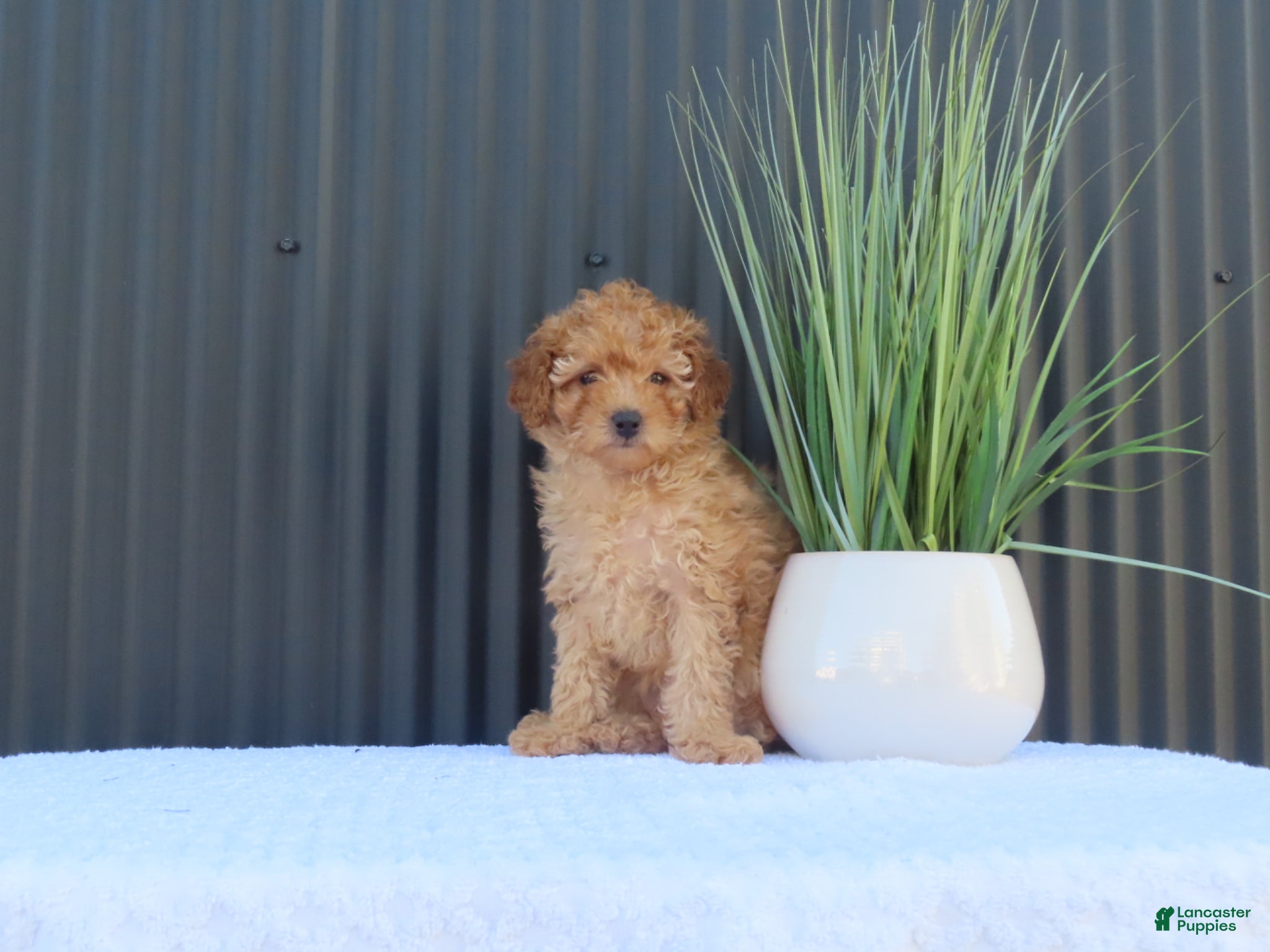 Toy Poodle dogs for sale: Macey - Ad 1