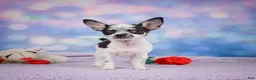 Chihuahua dogs for sale: DAHLIA - Ad 16